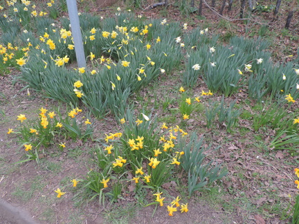 Daffodils