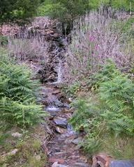 Stream
