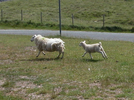 Sheep