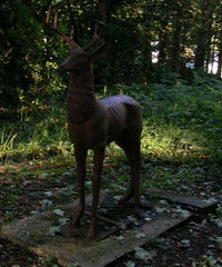 Deer