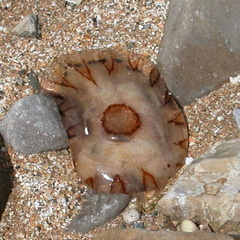 Jellyfish