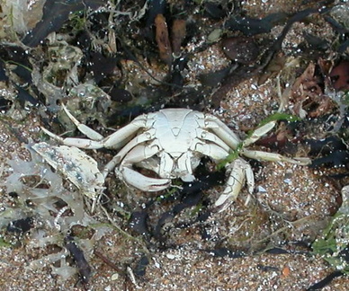 Crab