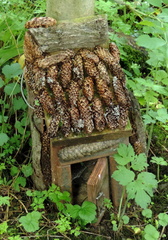 Fairy House