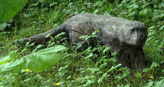 Otter