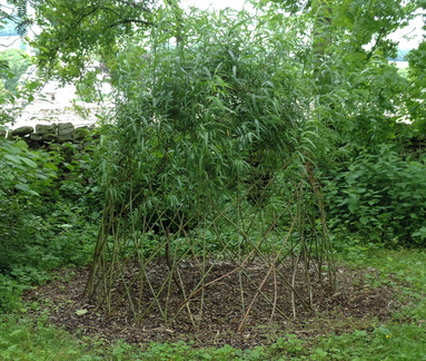 Bamboo