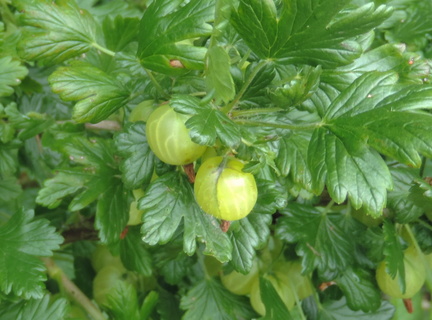 Gooseberries