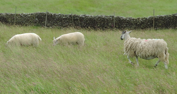 Sheep