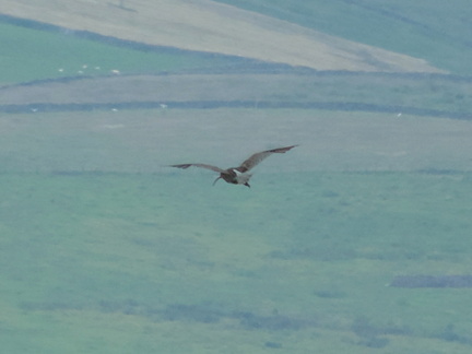 Curlew