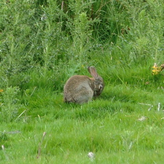 Rabbit