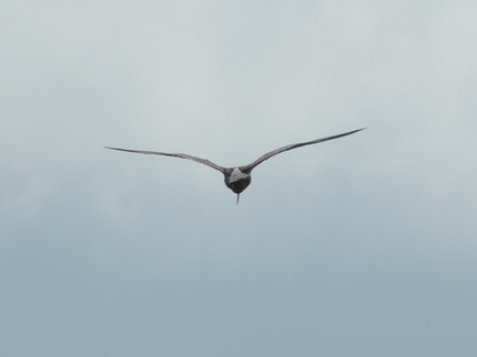 Curlew