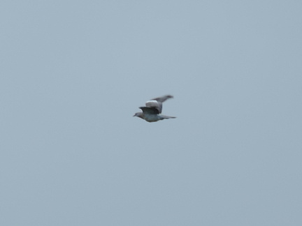 Pigeon