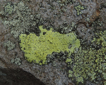 Lichen