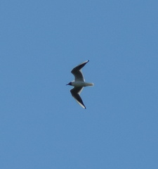 Gull