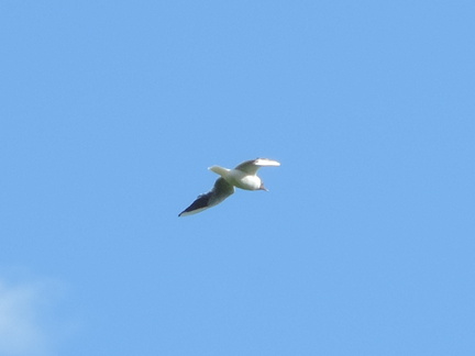 Gull