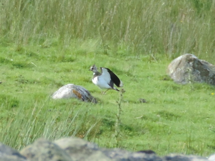 Lapwing