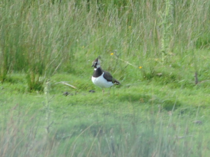 Lapwing