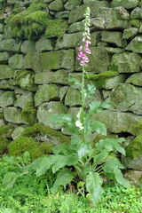 Foxglove