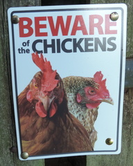 Chickens
