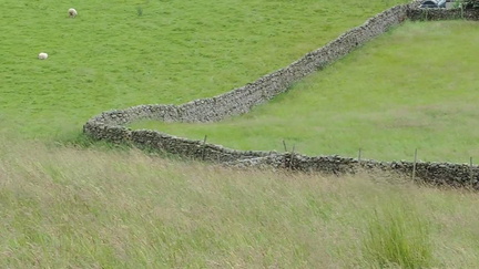 Sheep