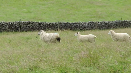 Sheep