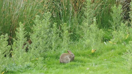 Rabbit