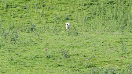 Sheep and rabbits