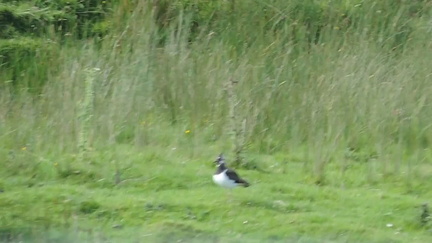 Lapwing