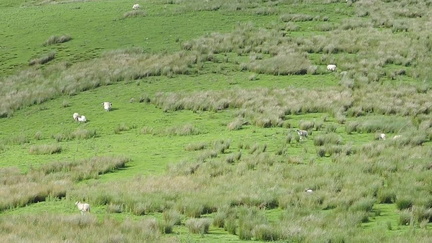 066-Sheep