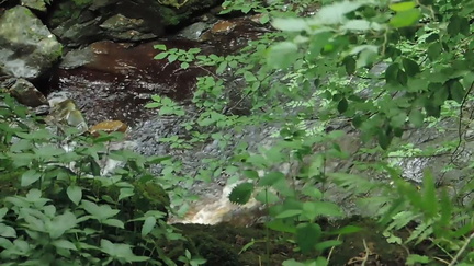 Stream