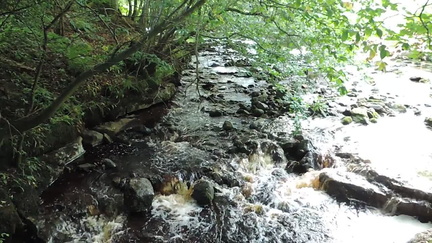 Rapids