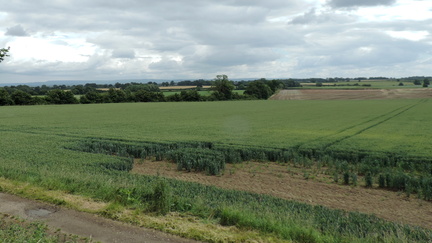 Fields