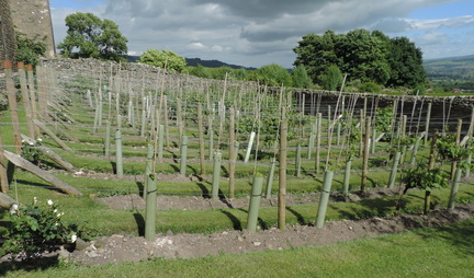 Vineyard