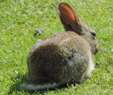 Rabbit