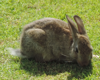 Rabbit
