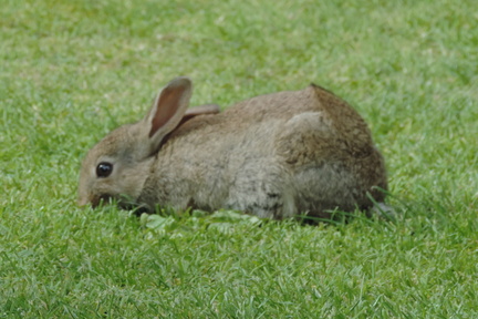 Rabbit