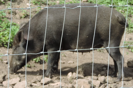 Wild Boar
