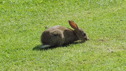 Rabbit