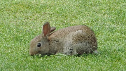Rabbit