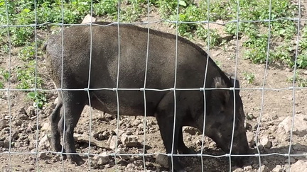 Wild Boar