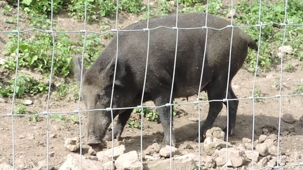 Wild Boar