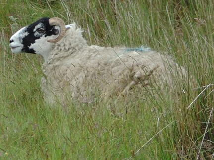 Sheep