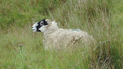 17-Sheep
