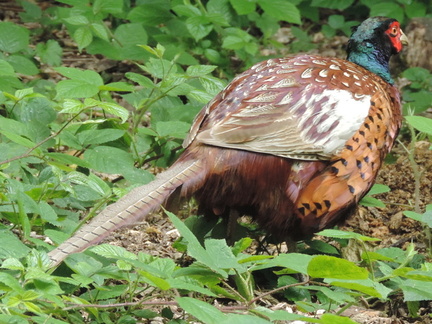 Pheasant