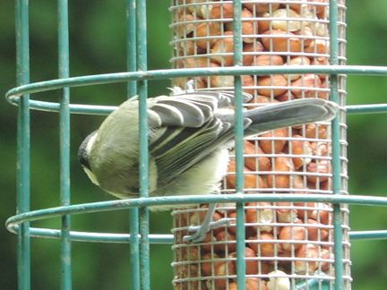 Feeder