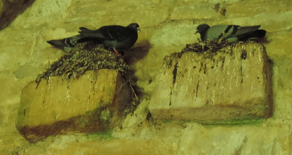 Pigeons