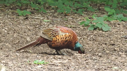Pheasant