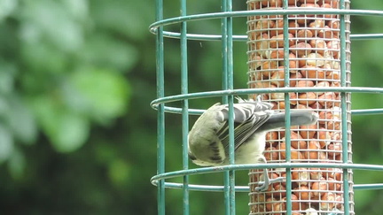 Birds