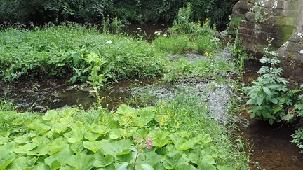 Stream