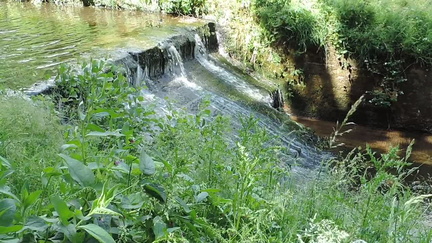 Weir