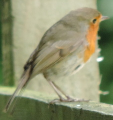 Robin